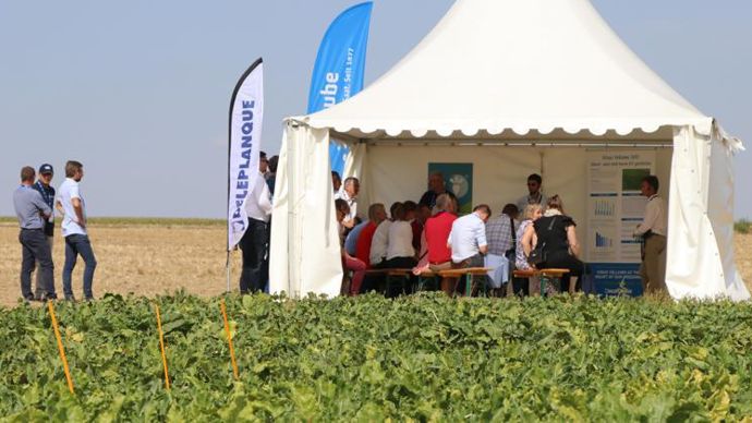 Deleplanque travaille sur des variétés de betteraves tolérantes à la fois à la jaunisse, à la rhizomanie ou aux nématodes.